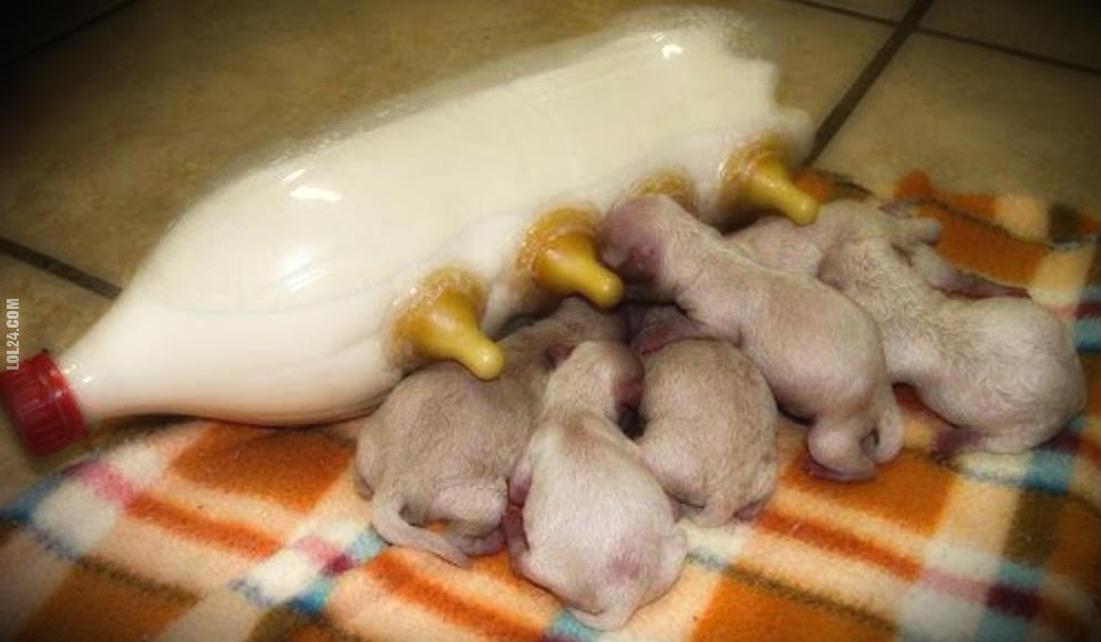 Mamadeira feita com garrafa PET