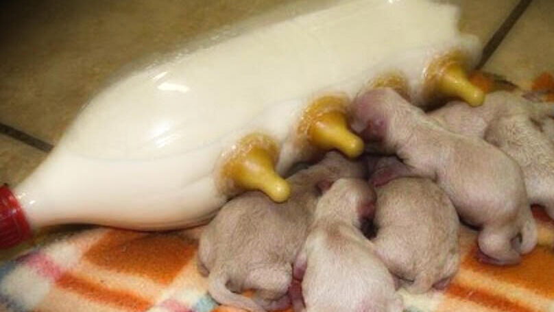 Mamadeira feita com garrafa PET